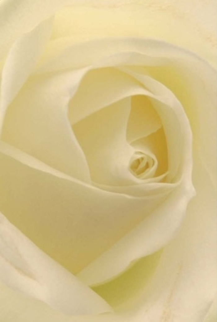 From this close vantage, the classic white rose reveals every nuance cherished by Chessington's discerning flower-lovers: soft, creamy petals that spiral perfectly, their edges nearly translucent with subtle shifts in tone. Light moves elegantly across the bloom, giving the impression that it glows gently from within-just as bouquets do when crafted with care on Chessington's side streets. The rose's velvety surface invites contemplation, offering both purity and quiet resilience-ideal for wedding centerpieces, heartfelt apologies, or a dignified gesture to neighbours along Moor Lane. A faint, clean fragrance lingers, bringing serenity to any space. As a florist, I see this composition as the epitome of sophisticated artistry: every petal reveals the patience, skill, and emotional wisdom behind Chessington's most memorable bouquets. This rose is always appropriate-whether honoring a new beginning, expressing sympathy, or anchoring a celebration-its subtle beauty capturing the spirit and warmth that define Chessington Florist.
