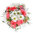 A luminous bouquet inspired by the vibrant scenes of Chessington's community and open green spaces. Central to this cheerful arrangement are crisp white daisies with vivid green centers, each one radiating a sense of light and new beginnings. Surrounding them, plush coral-pink carnations form soft, ruffled layers, an inviting touch of warmth and exuberance. Clouds of delicate gypsophila lightly interlace the bouquet, adding a sense of movement and airiness, while slender alstroemeria buds bring whispers of purple and blush, hinting at future blossoms. Lush foliage, including soothing eucalyptus and rich dark greens, buoys the floral palette and enhances the bouquet's full, balanced form. Each stem is carefully placed by Chessington's skilled florists, drawing inspiration from local landscapes and the welcoming atmosphere of the neighbourhood. This bouquet is ideal for brightening any day-be it a congratulatory moment, a heartfelt birthday wish, or as a graceful centerpiece for a Chessington family gathering. Its clear, overhead view accentuates every colour and texture, making it a true reflection of artistic floral tradition and contemporary style found in Chessington.